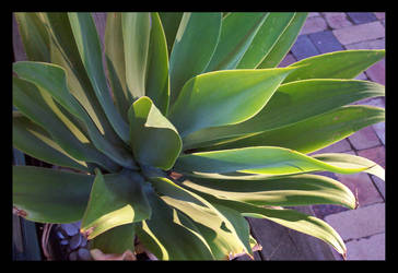 Agave