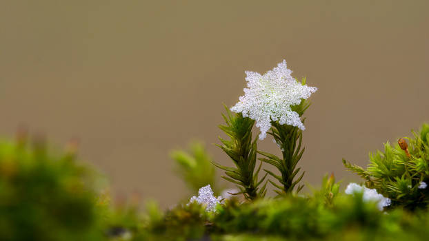 snowflake on moss