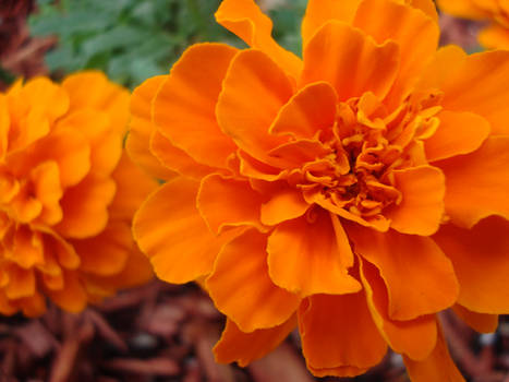 Orange Boldness