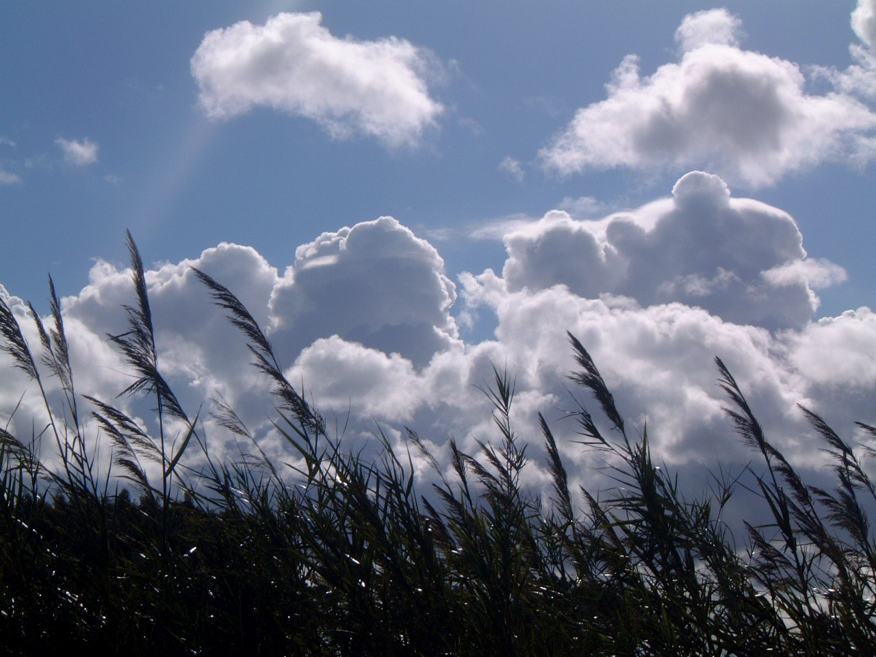 canes and clouds