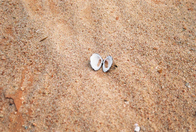 poor shell by Joey706 on DeviantArt