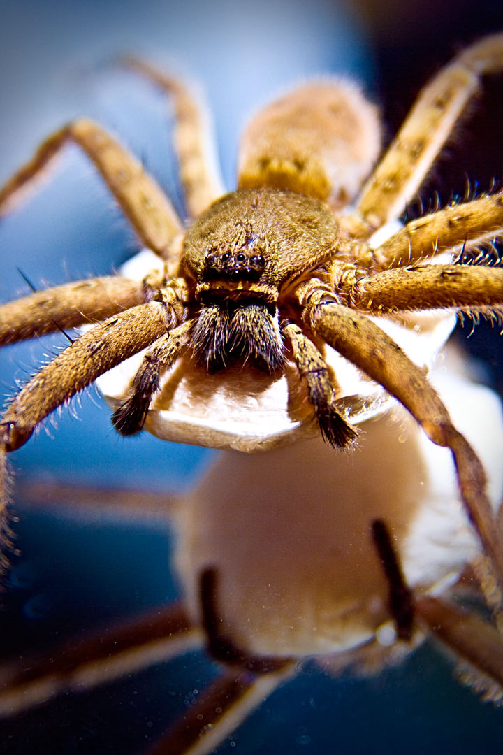 Spider Macrotography