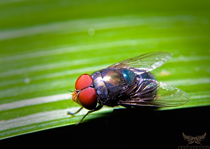 Macro Photography 101