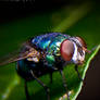 Housefly on the house 1