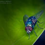 Housefly on the house 5