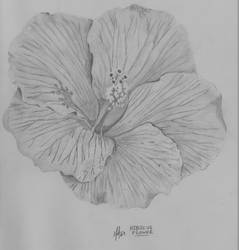 Hibiscus Flower