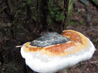 Mushroom or Awkwardly Roasted Marshmallow?