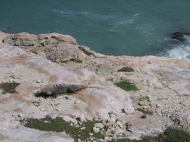 Iguana