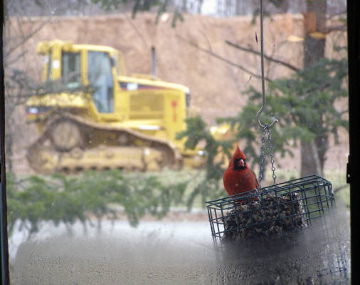 Bird and Bulldozer