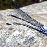 Damselfly