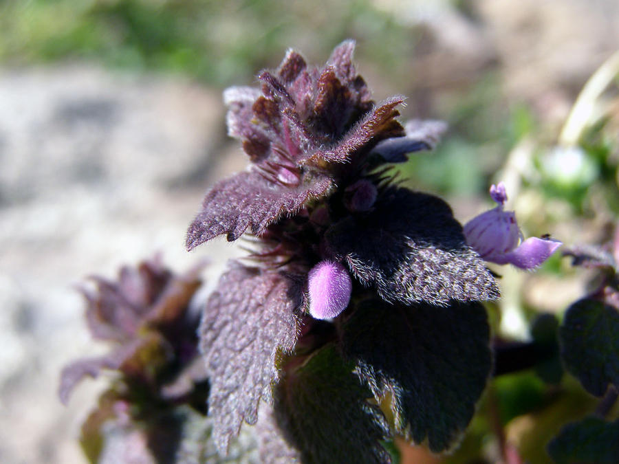 Fuzzy and purple