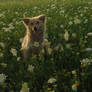 Portrait of an orphan dog