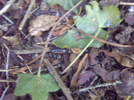 The speeding woodlice