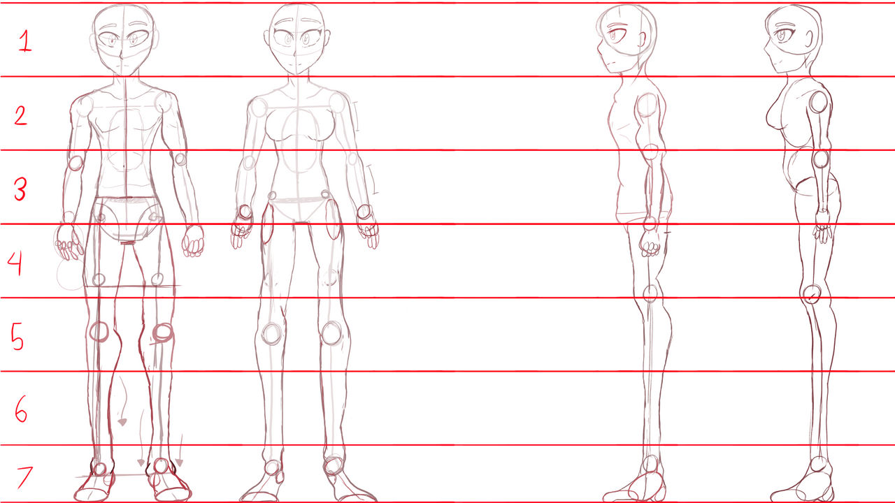 Body reference sheet by cadence888 on DeviantArt