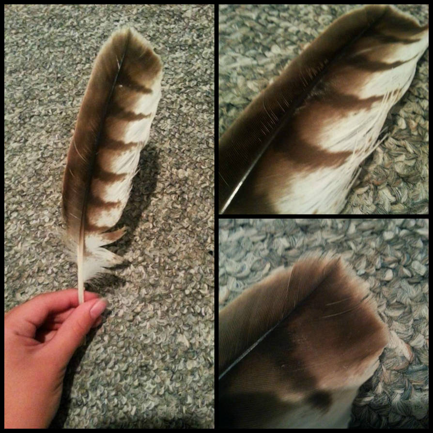 Red Kite Feather By Raptorfeather On Deviantart Red Kite Feather By Raptorfeather On Deviantart