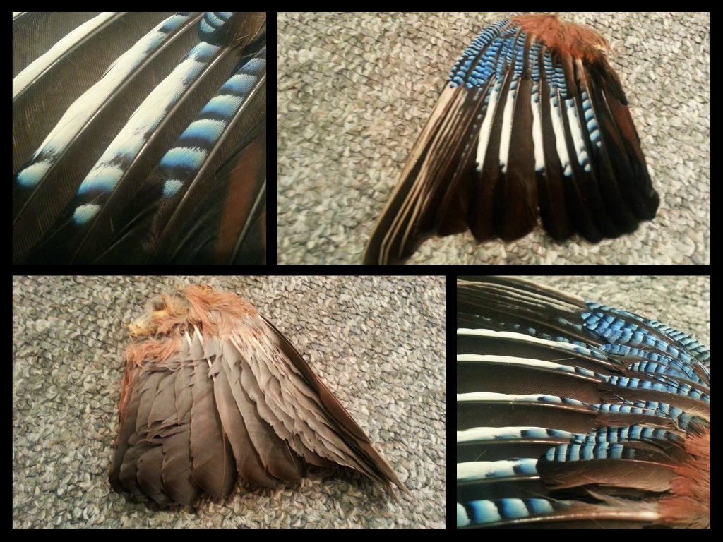 Eurasian Jay Wing