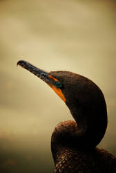 double-crested cormorant