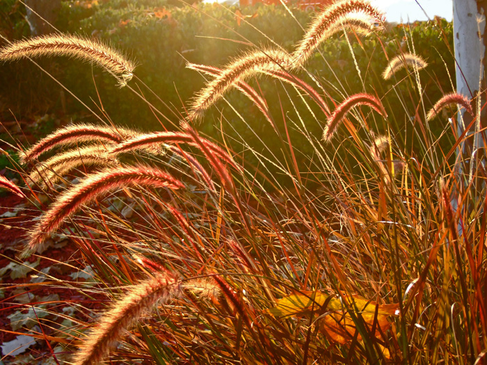 Amber Waves of Grain