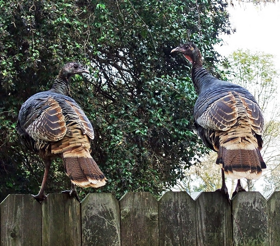 Wild Turkeys