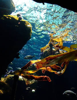 Kelp Forest