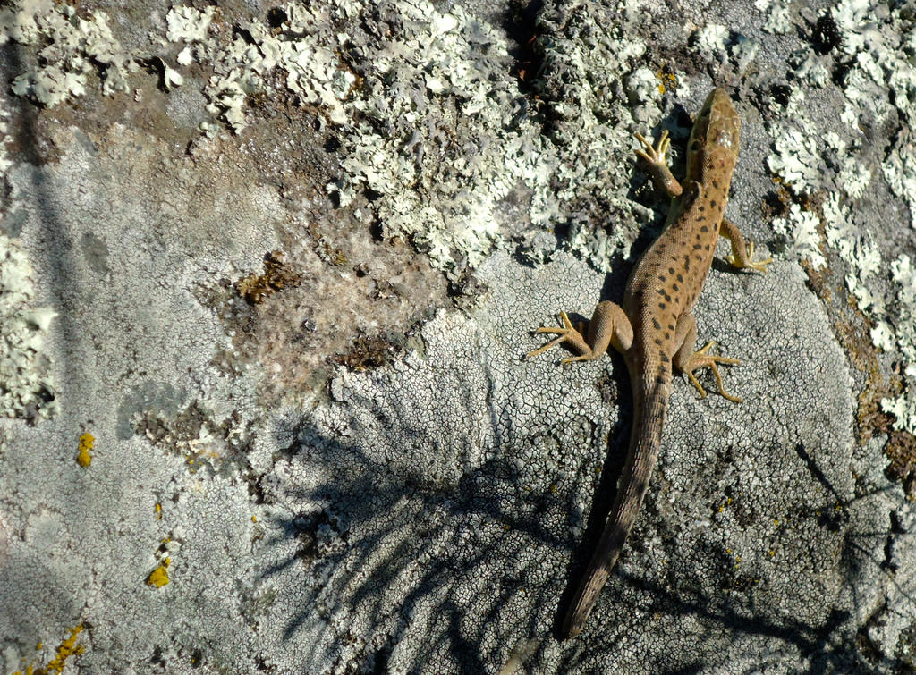 Fat lizard by Jonatanphoto on DeviantArt