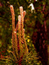 Inflorescence