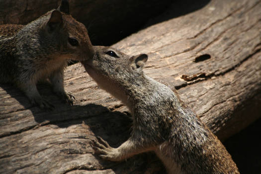 squirrel kiss