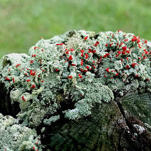 lichen