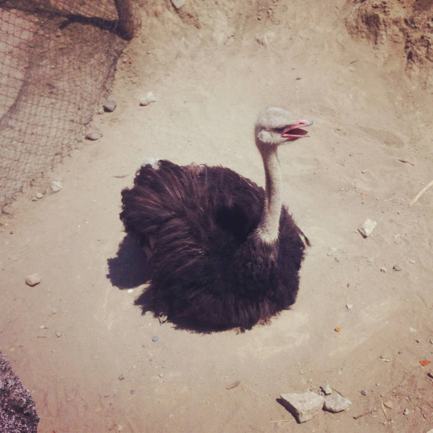 Avestruz by mellamomelisa on DeviantArt