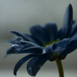 Blue by sounds-like-rain