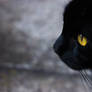 Le Chat Noir