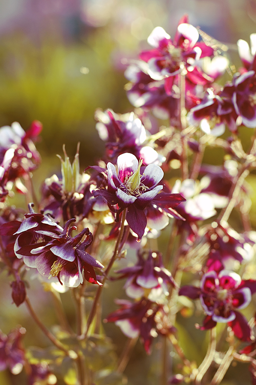 Aquilegia