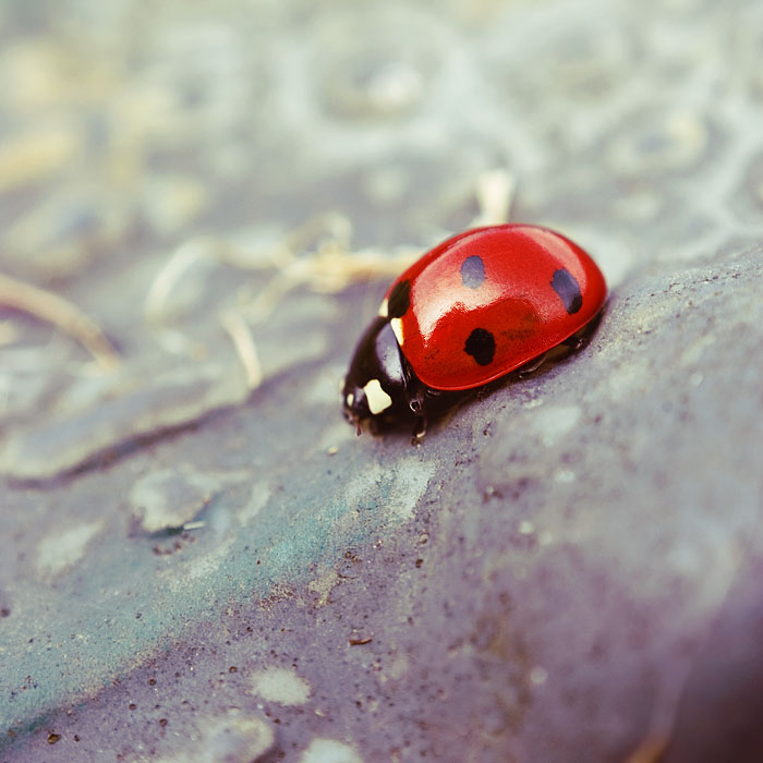 Ladybird