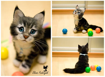 Maine Coon kitten