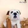 English bulldog puppy