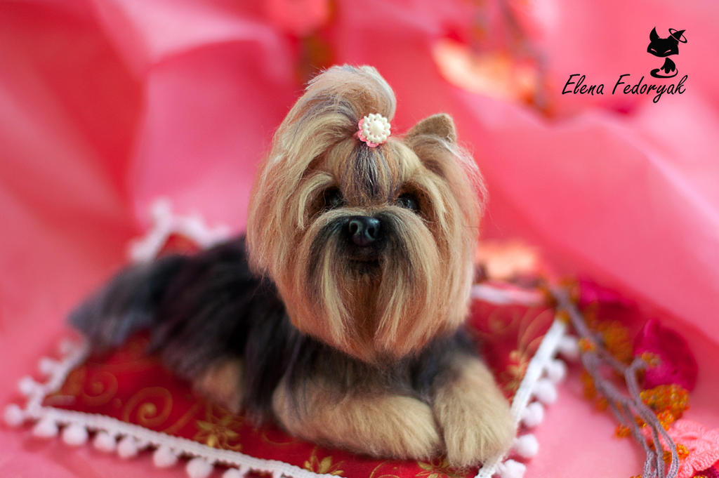 Miniature Yorkshire Terrier