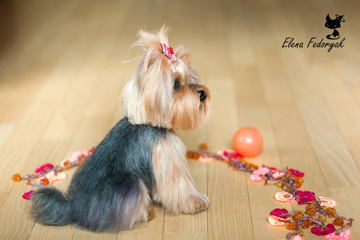 Yorkshire Terrier