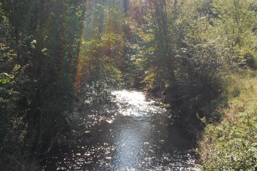 Sparkly stream, tree