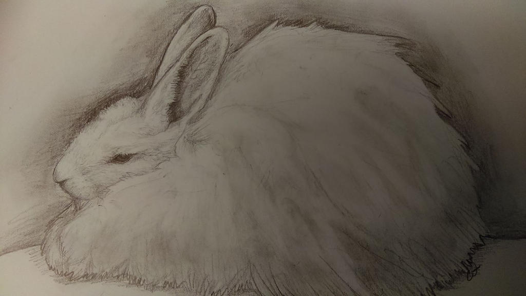 French Angora by SableSteel on DeviantArt