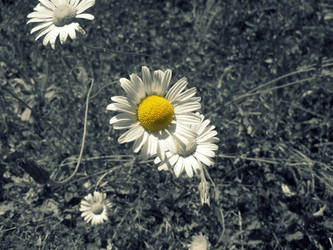 It's a lovely day for Daisies