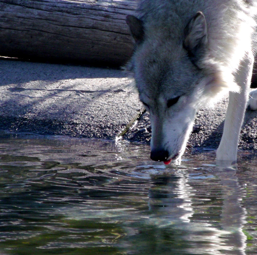 yellowstone day 2: 105