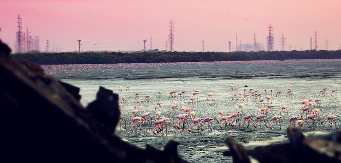 The Pink Flamingo Ride_04