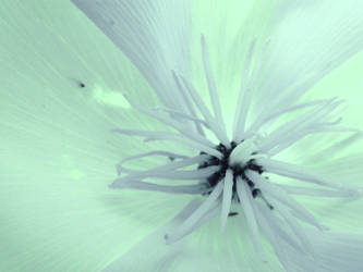 Pale Poppy