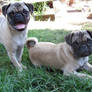 Pug Baby Pictures