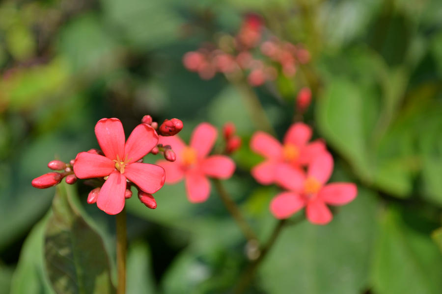 Bunga by keepingthestarsapart on DeviantArt