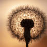 Pusteblume