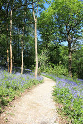 Bluebells - Hole Park Gardens