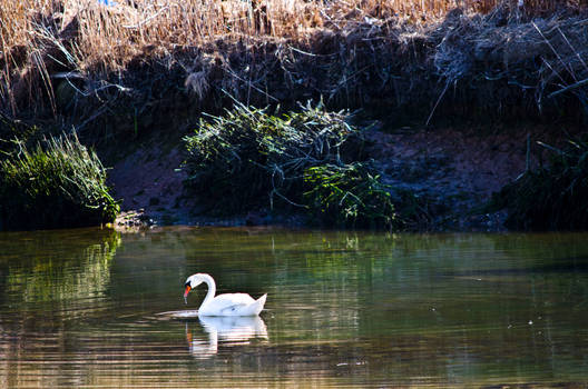 Swans Garden