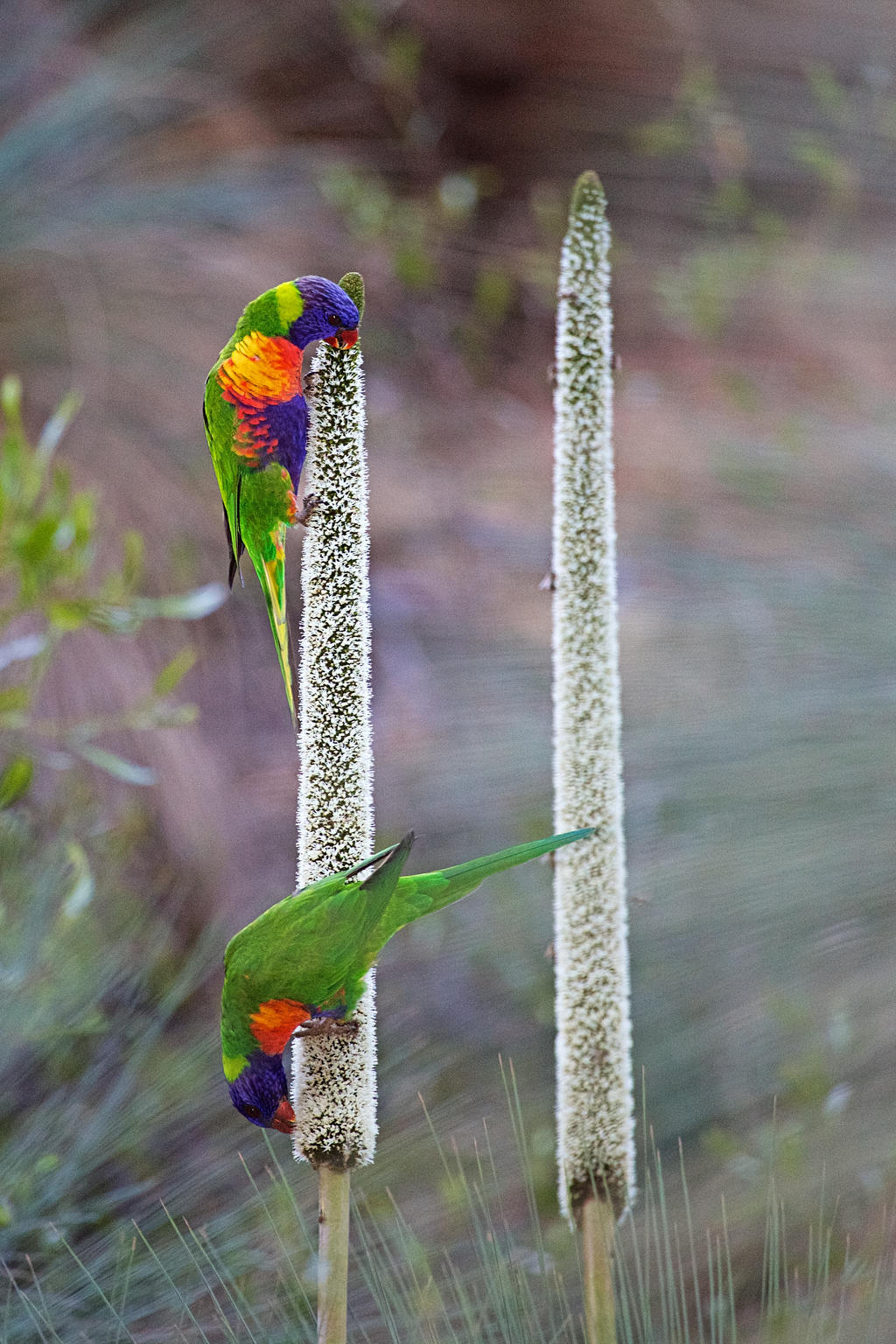 Rainbow Lorikeets Feeding