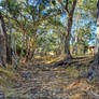 Picnic Grounds Creekbed